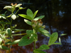 Pluchea foetida foetida