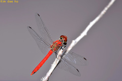 Sympetrum darwinianum