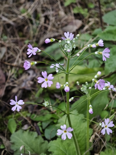 Fairy Primrose