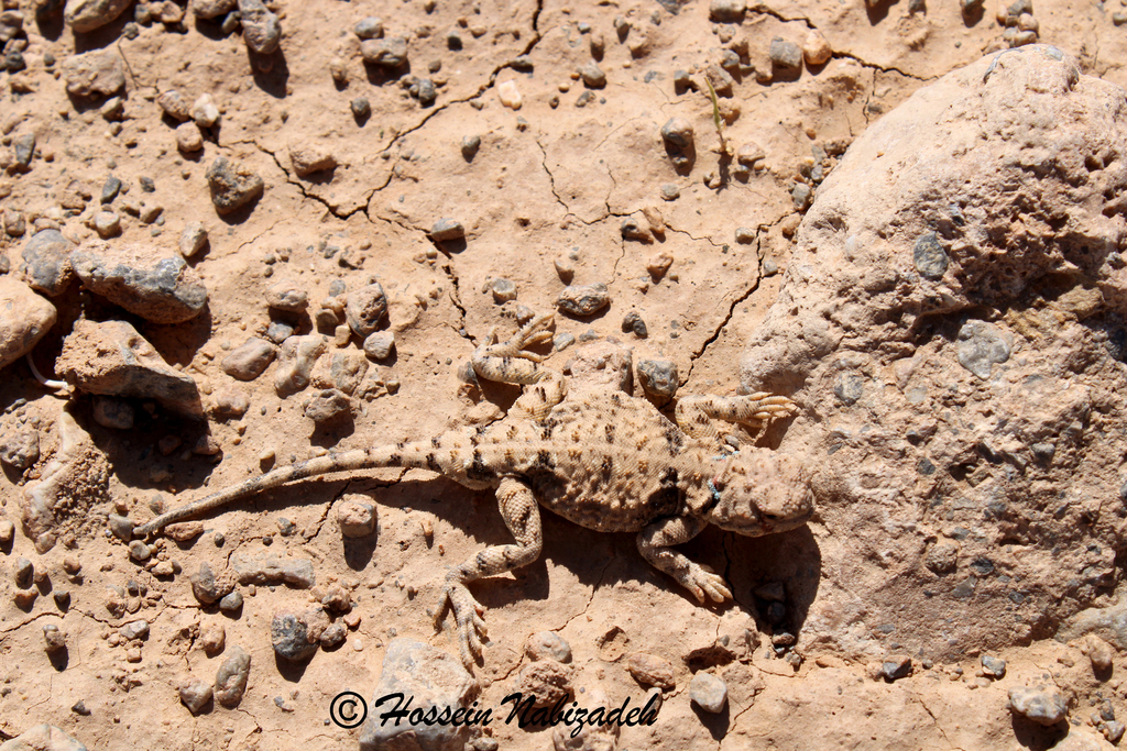 Zagros Toad-Headed Agama