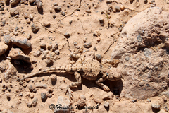 Zagros Toad-Headed Agama photo 1