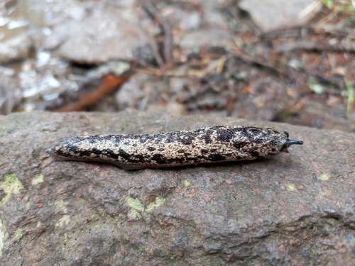 Brown-spotted Mantleslug