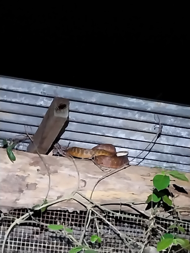 Brown Tree Snake sighting