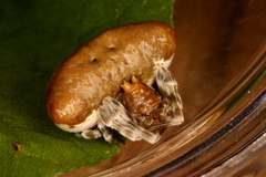 Mastophora phrynosoma