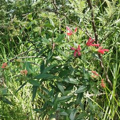 Bouvardia tenuifolia