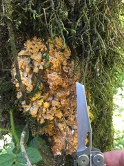 Phlebia rufa