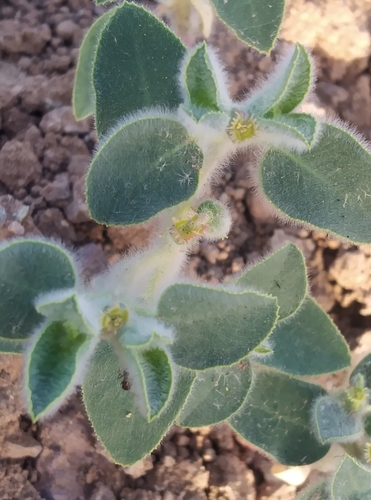 Euphorbia petiolata, 2025-05-20