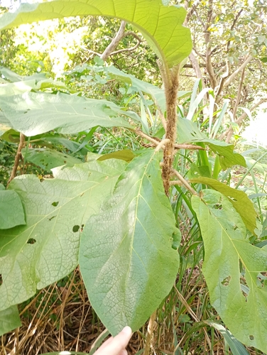 Foto de Panacéia