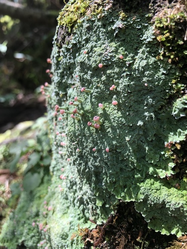 観察された菌類