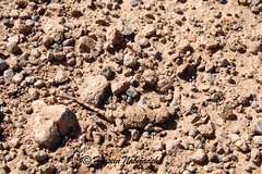 Zagros Toad-Headed Agama photo 2