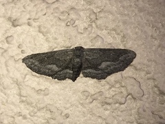 Aethaloida packardaria