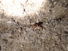 Pheropsophus jessoensis