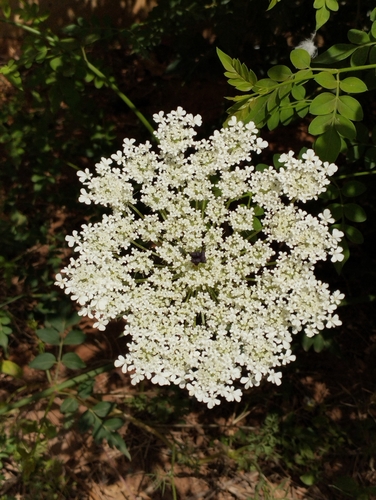 Daucus carota maximus