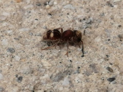 Pseudomethoca petricola