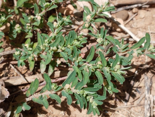 Spotted spurge