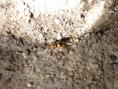 Pheropsophus jessoensis