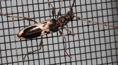 Coptocercus