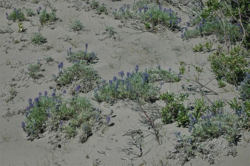 Image of Lupinus kuschei by (c) Syd Cannings, some rights reserved (CC BY)