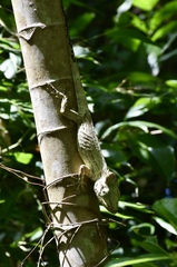 Anolis porcus