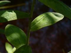 Pluchea foetida foetida