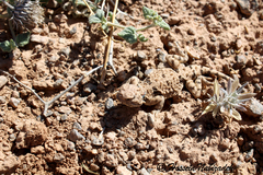 Zagros Toad-Headed Agama photo 3
