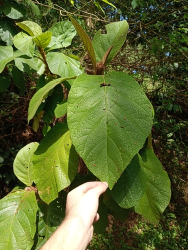 Foto de Panacéia