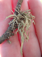 Ramalina subleptocarpha