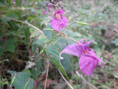 Impatiens textorii