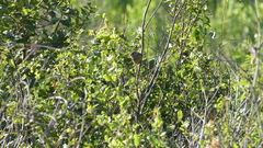 Peucaea aestivalis aestivalis