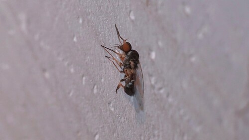 Simulium indicum