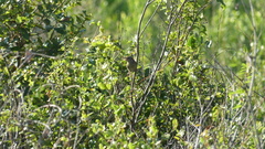 Peucaea aestivalis aestivalis