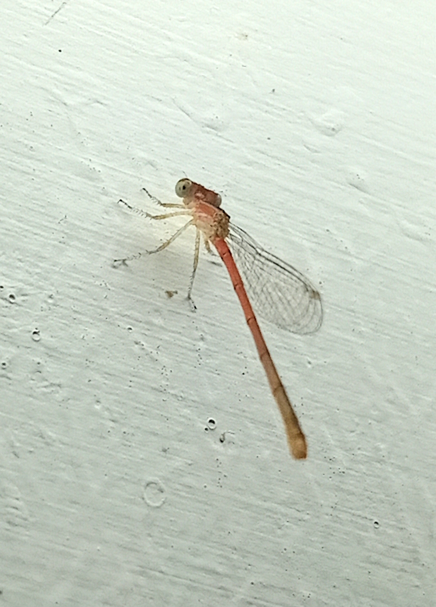 Pygmy Dartlet