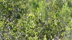 Peucaea aestivalis aestivalis