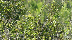 Peucaea aestivalis aestivalis