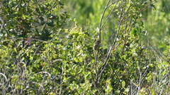 Peucaea aestivalis aestivalis