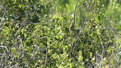 Peucaea aestivalis aestivalis