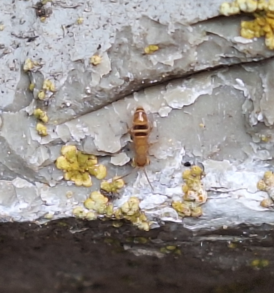Orchesella bifasciata