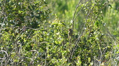 Peucaea aestivalis aestivalis