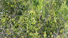 Peucaea aestivalis aestivalis