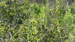 Peucaea aestivalis aestivalis