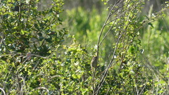 Peucaea aestivalis aestivalis