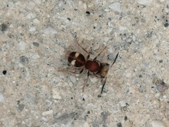 Pseudomethoca petricola