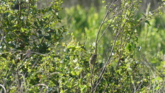 Peucaea aestivalis aestivalis