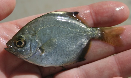 Full moony (Monodactylus falciformis) — Monodactylidae — 2