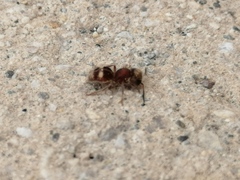 Pseudomethoca petricola