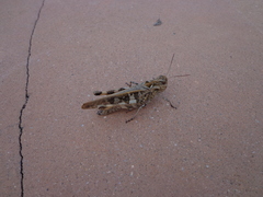 Oedaleus infernalis
