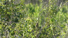 Peucaea aestivalis aestivalis