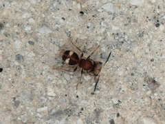 Pseudomethoca petricola