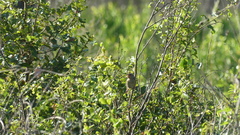 Peucaea aestivalis aestivalis