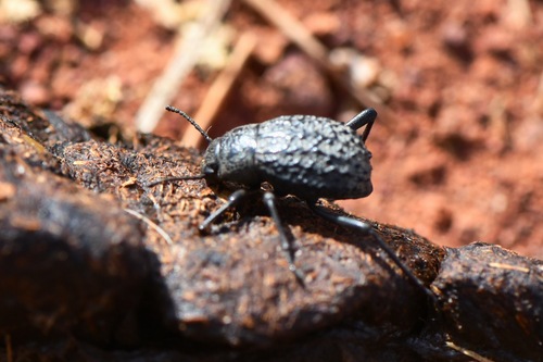 Adesmia variolaris